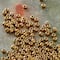 12 Pack: Toho® Bronze Gold Japanese Seed Beads, 11/0